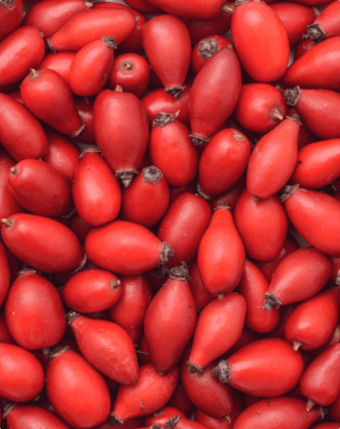 Rosehip (Rosa canina)
