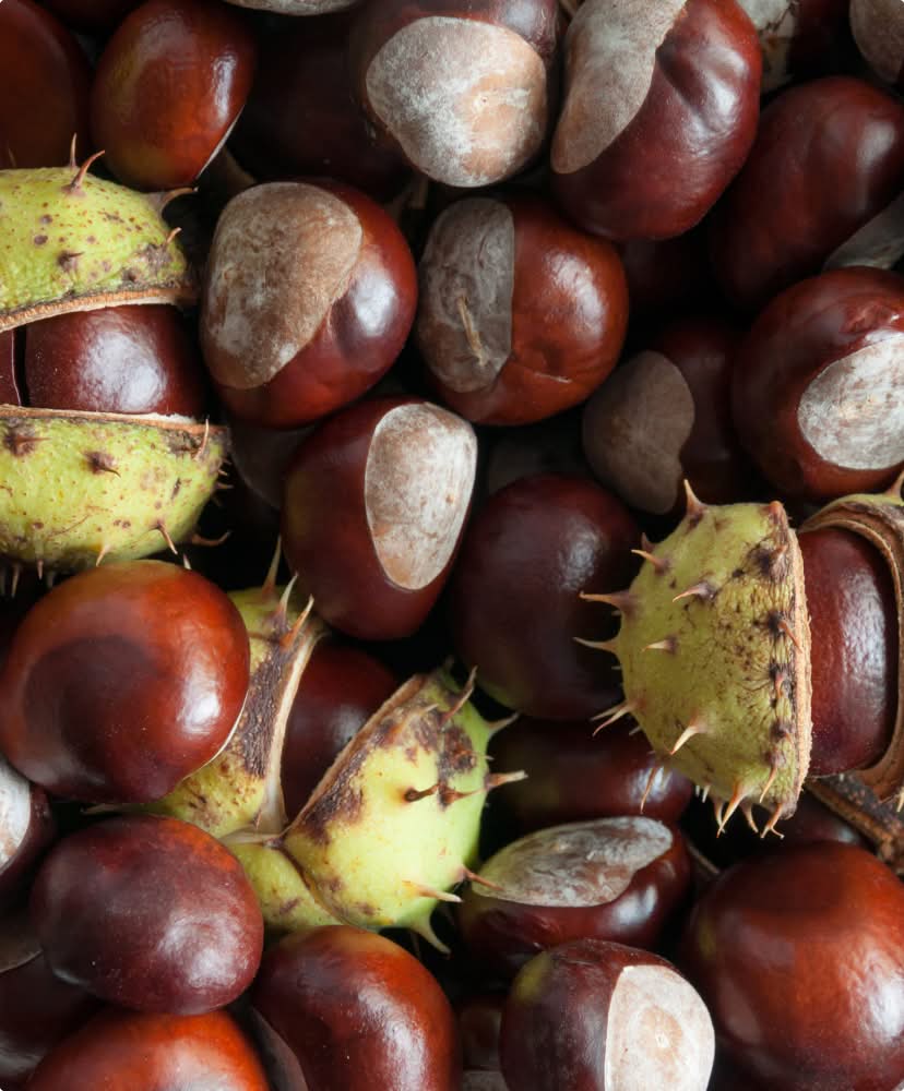 Horse Chestnut