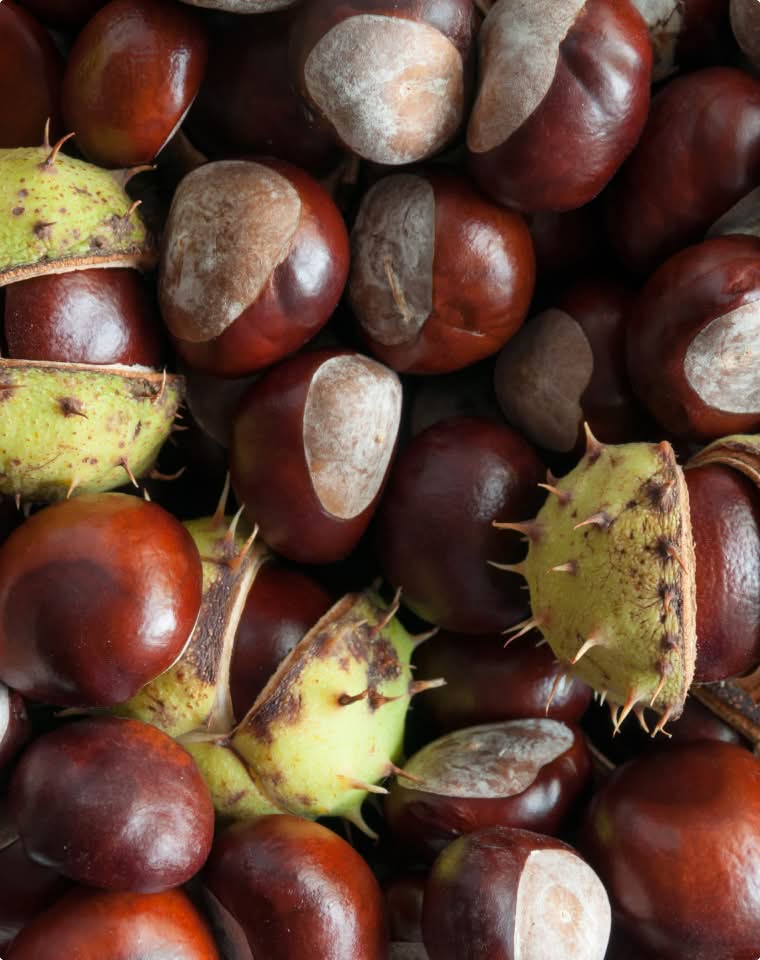 Horse Chestnut