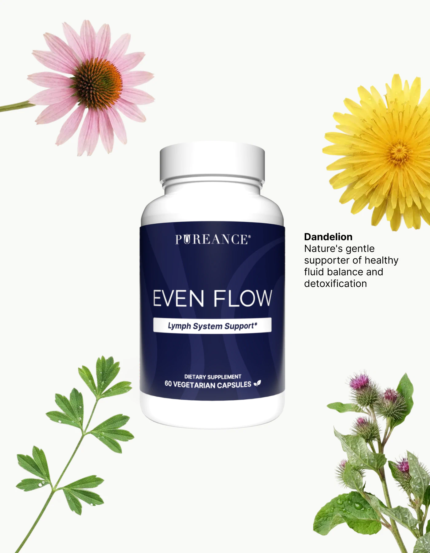 Key ingredients in Even Flow lymphatic support supplement