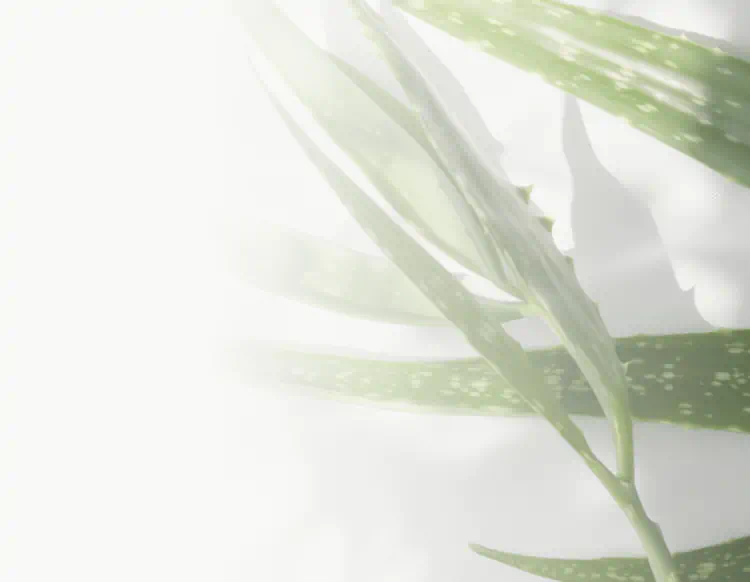 Close-up of fresh aloe vera leaves with a light background