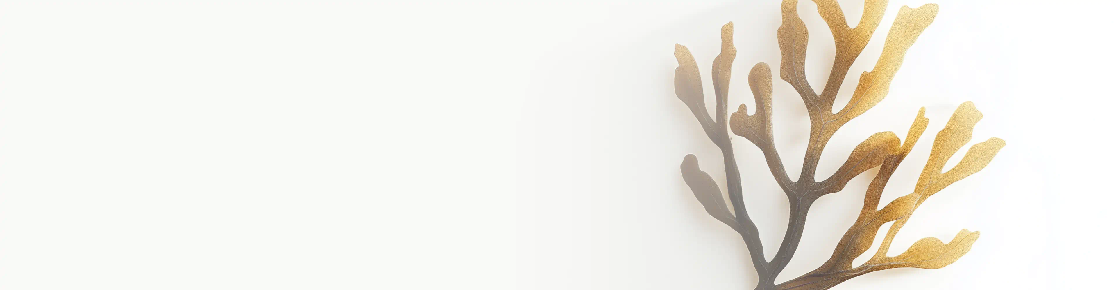 Illustration of brown algae used in skincare