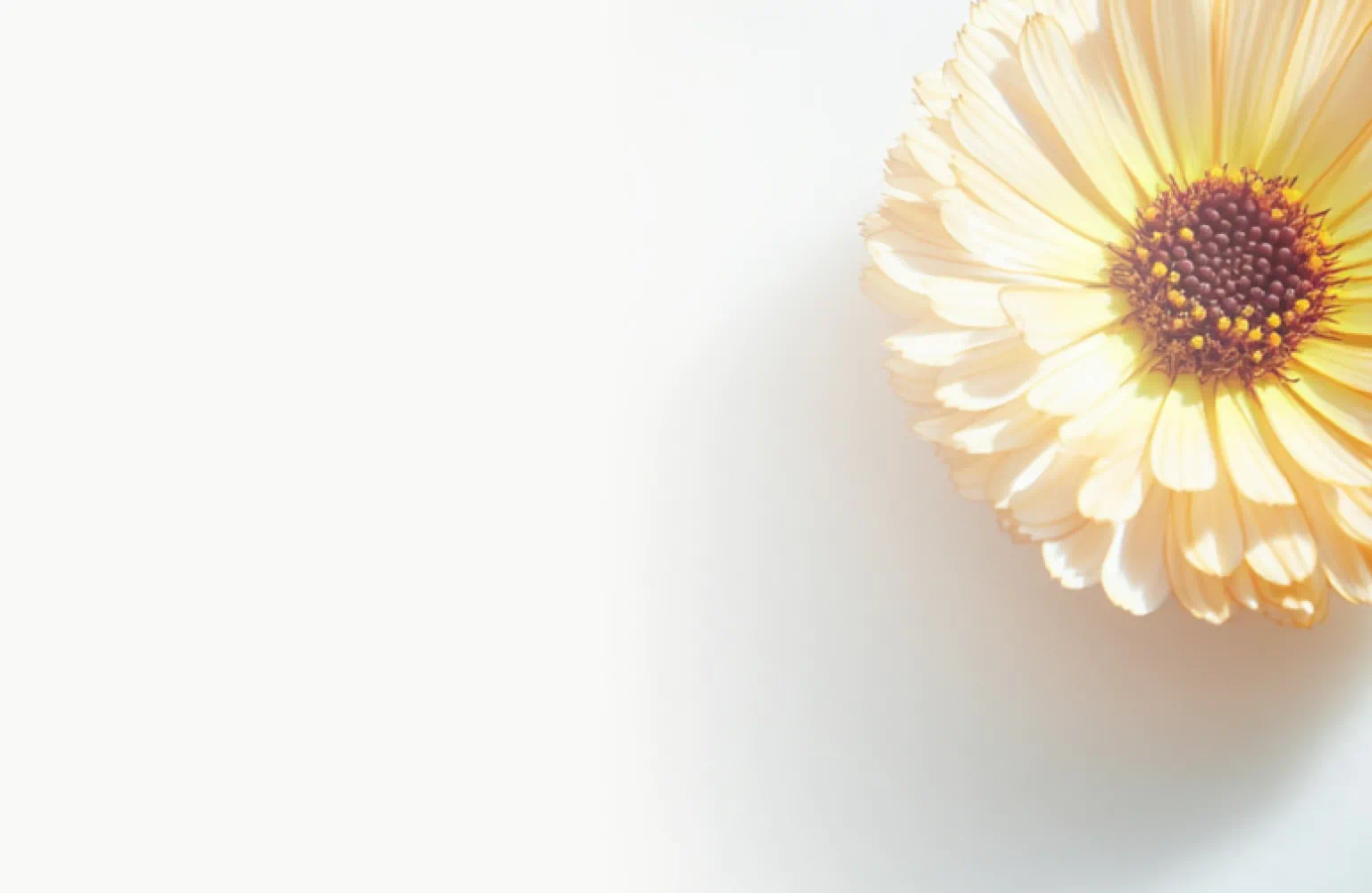 Vibrant yellow calendula flower