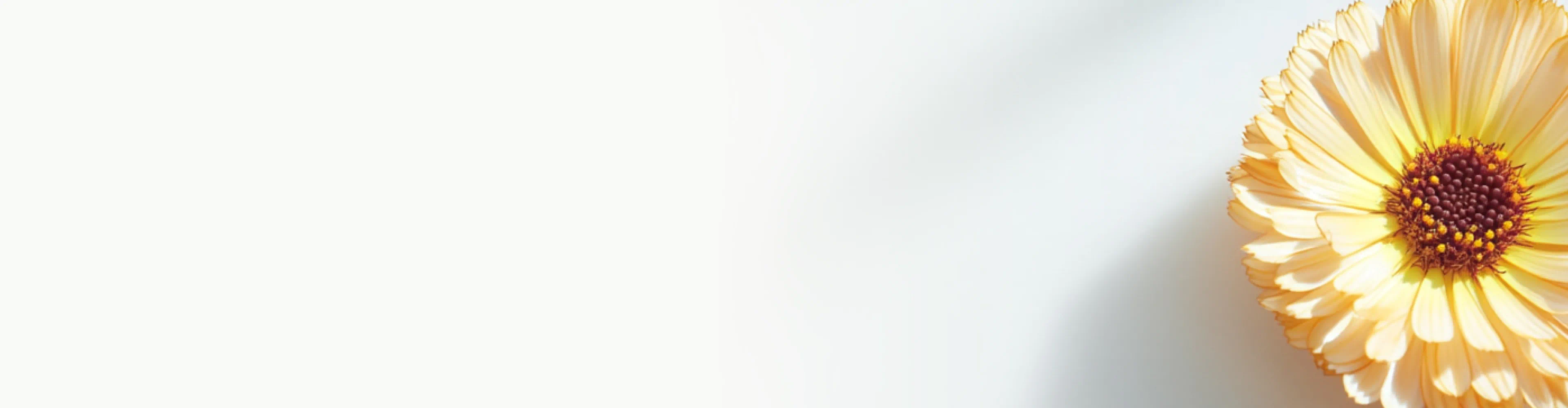 Vibrant yellow calendula flower