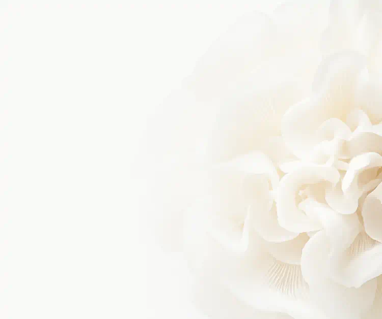 Close-up of a snow mushroom (Tremella Fuciformis) with ruffled, translucent white folds