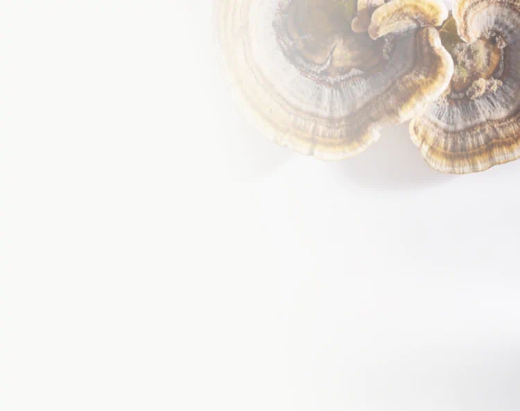 Close-up of colorful turkey tail mushroom with layered, fan-shaped rings