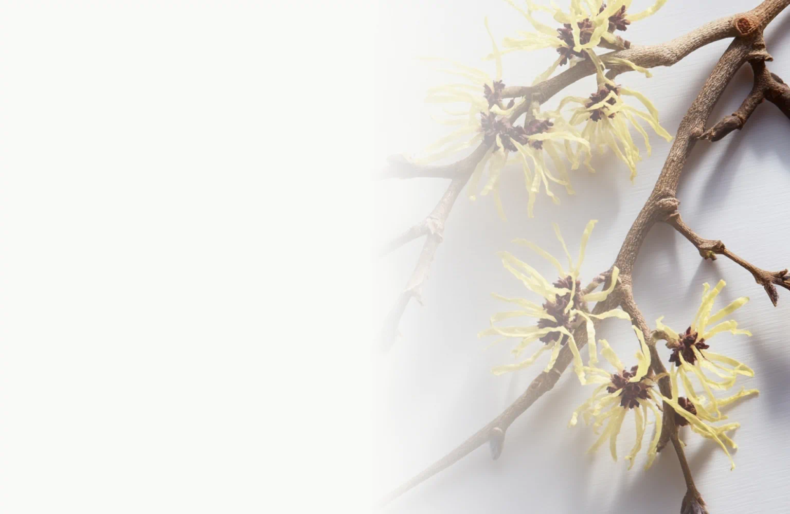 Branch of witch hazel