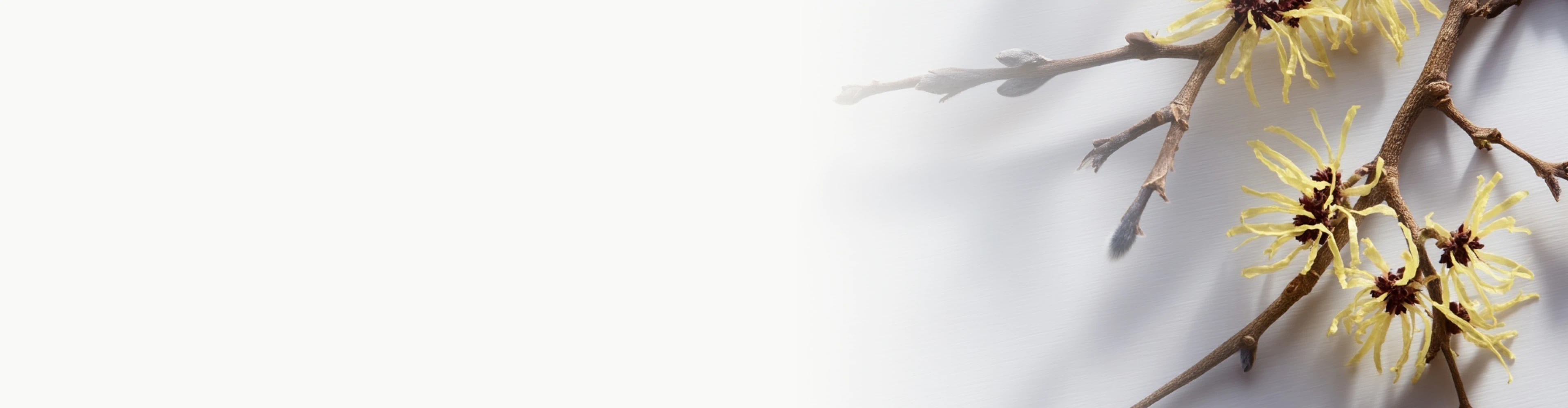 Branch of witch hazel