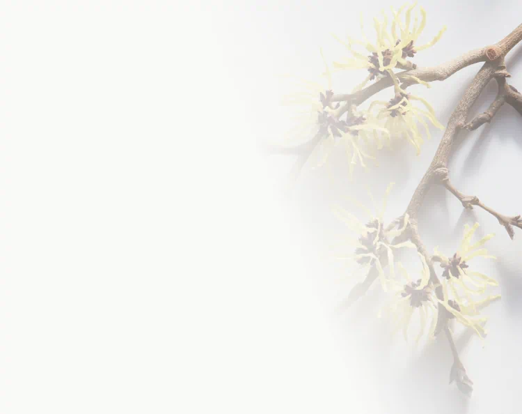 Branch of witch hazel