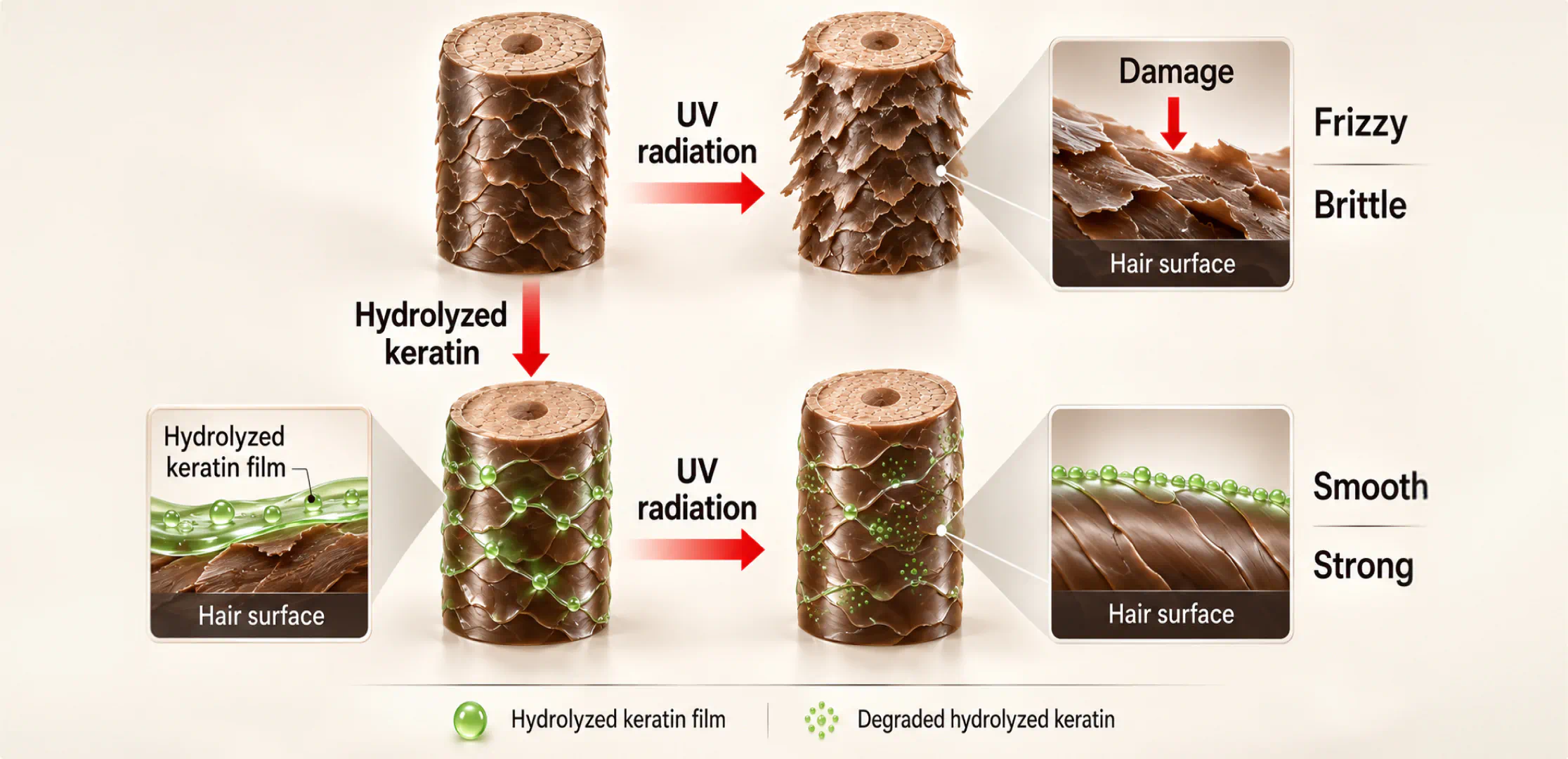 Diagram: hydrolyzed keratin film protecting the hair surface from UV damage